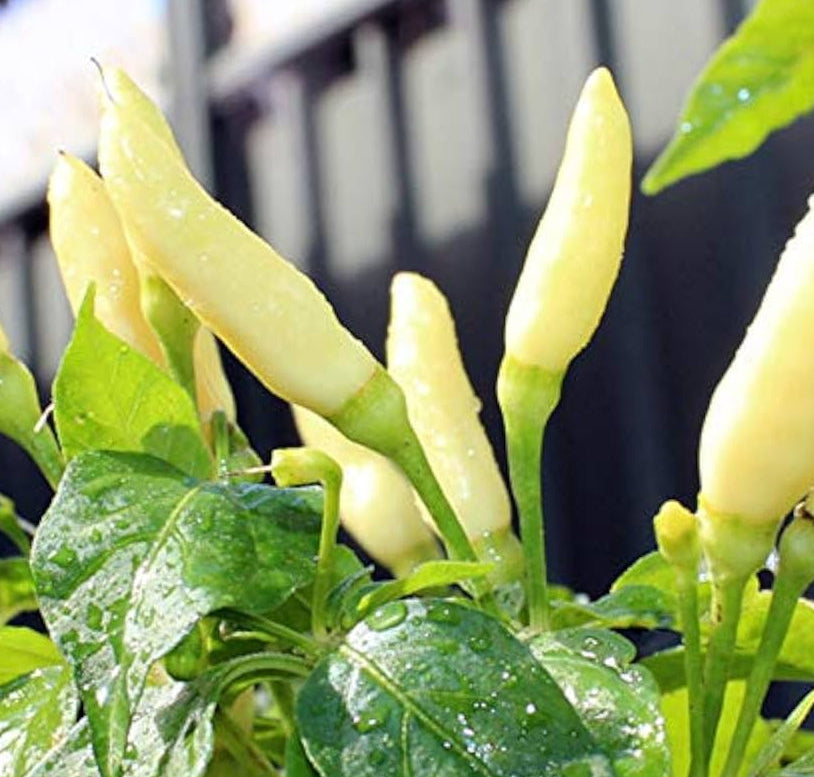 Chili Seeds – Light Yellow
