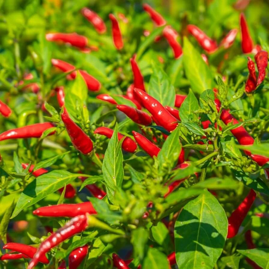 Chili Pepper Seeds - All In One For Home Gardens