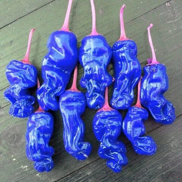 Chili Pepper Seeds - Blue