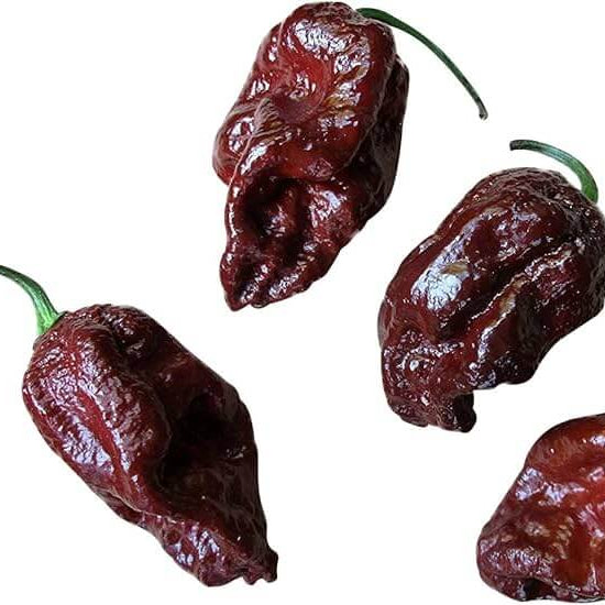  Chili Pepper Seeds - Dark Brown Brazilian 