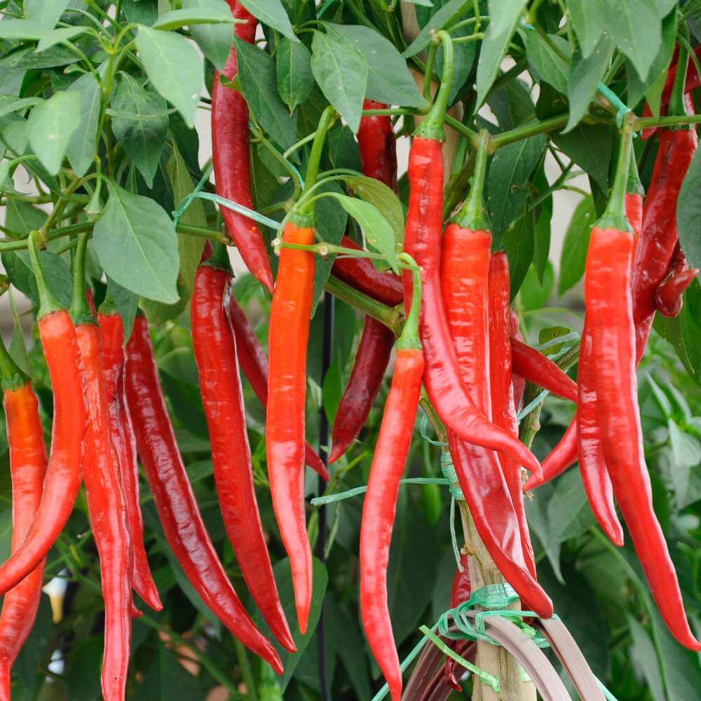 Chili  Pepper Seeds - Mixed