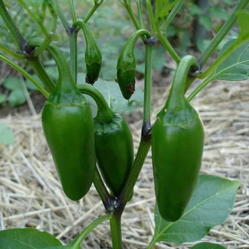 Chili Pepper Seeds – Capsicum annuum