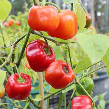 Chili Pepper Seeds – Red Manzano
