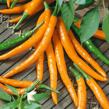 Chili Seeds – Orange
