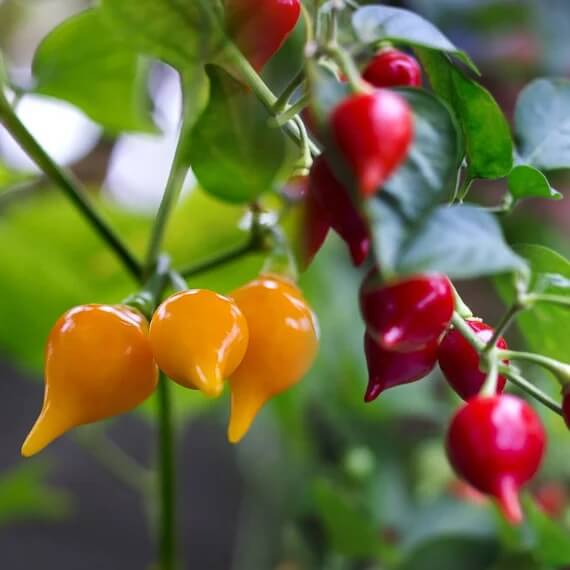  Chilli Pepper Seeds - Sweet Drop
