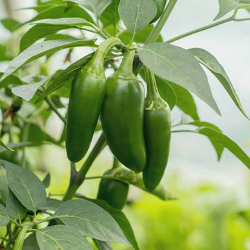 Chilli Pepper Seeds - Jalapeno