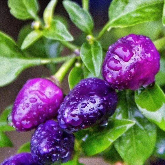 Chilli Pepper Seeds -  Little Blue