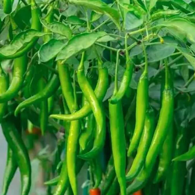 Chilli Seeds