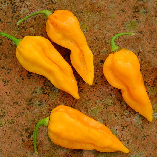 Chilli Seeds - Fatali