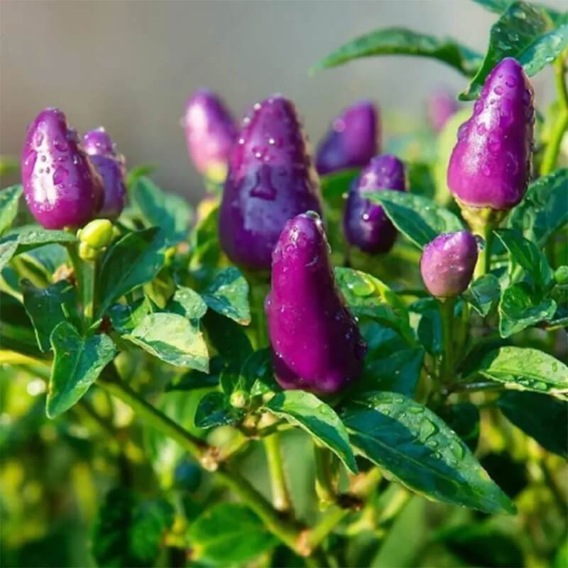 Chilli Seeds - Purple