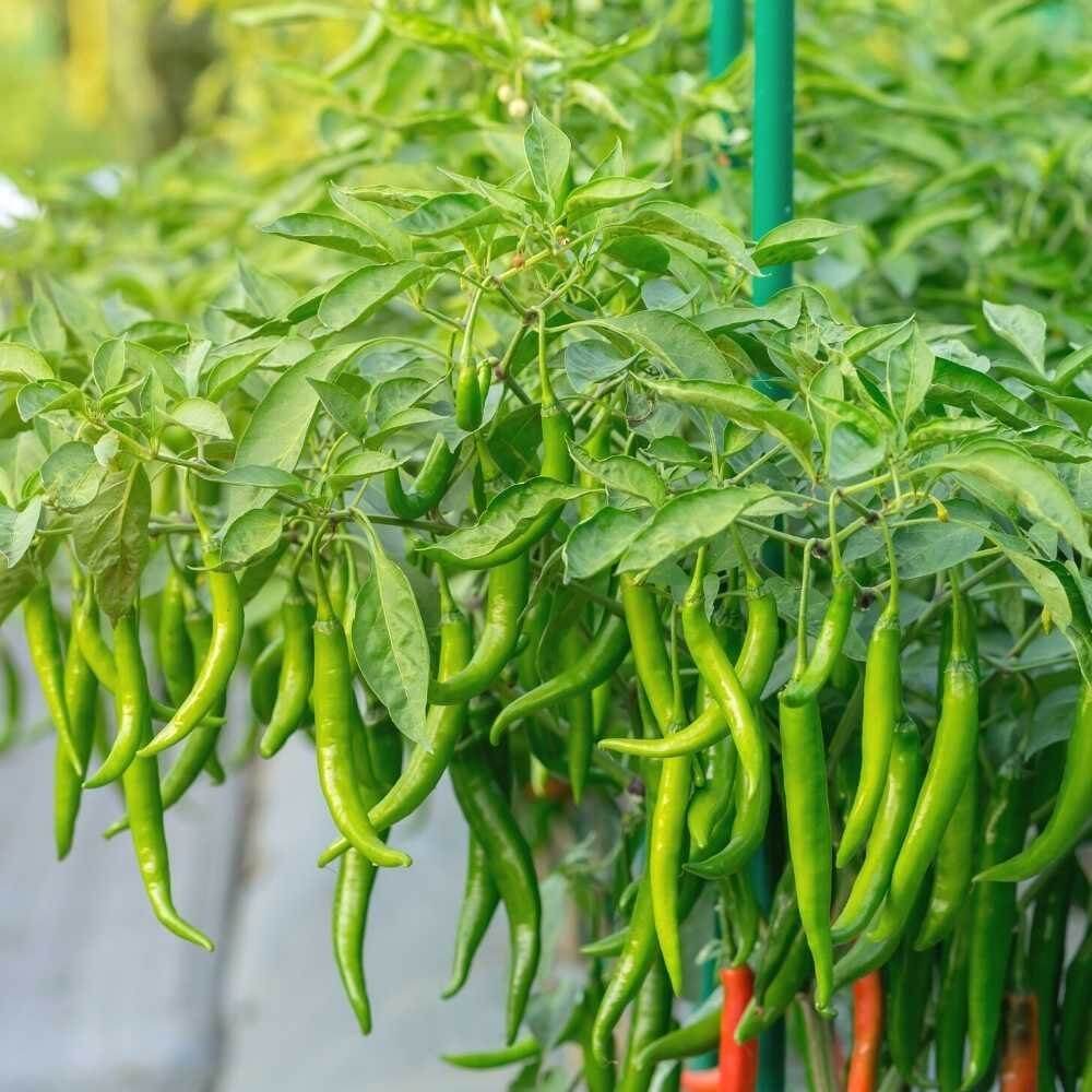 Chilli Seeds