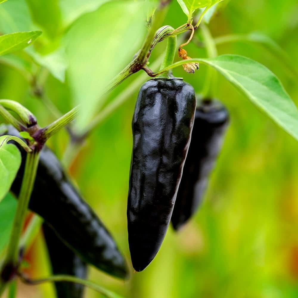 Chilli Seeds -  Black