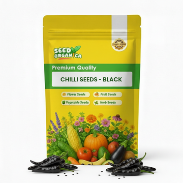 Chilli Seeds -  Black