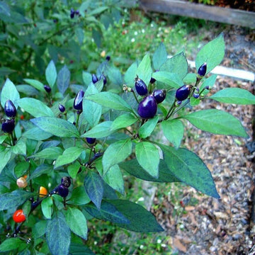 Chilli Seeds - Blue