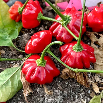 Chilli Seeds - Brazilian