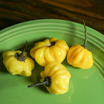 Chilli Seeds - Brazilian Light Yellow
