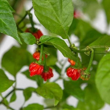Chilli Seeds - Breath