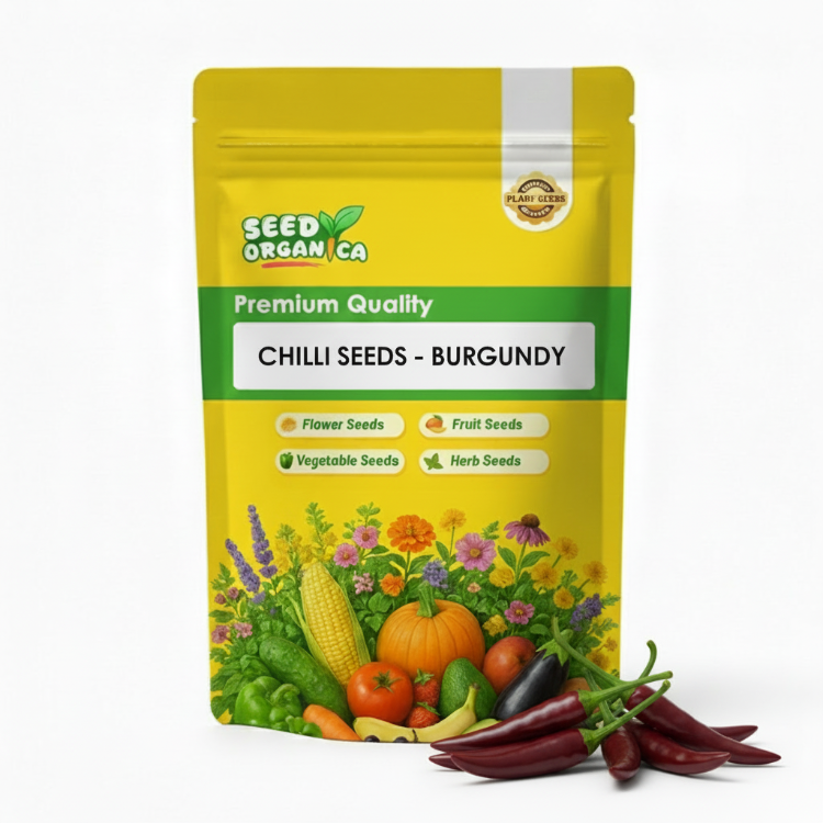 Chilli Seeds - Burgundy