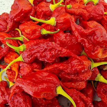 Chilli Seeds -  Dark Red Brazilian