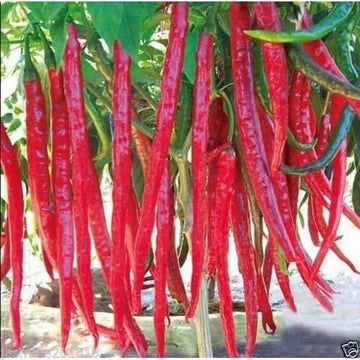Chilli Seeds - Deep Red