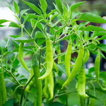 Chilli Seeds - Green