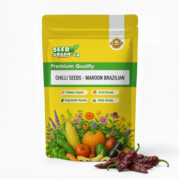 Chilli Seeds - Maroon Brazilian