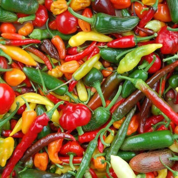 Chilli Seeds - Mixed