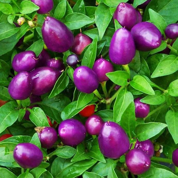 Chilli Seeds - Purple