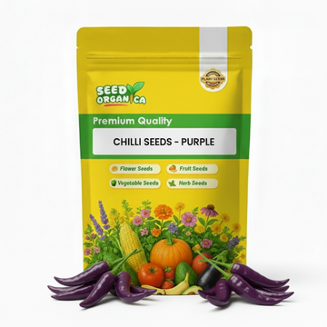 Chilli Seeds - Purple