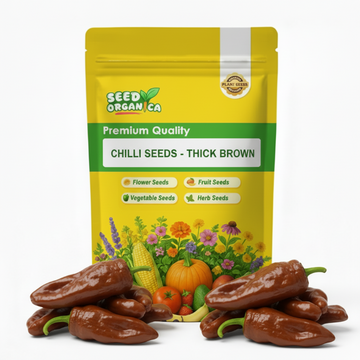 Chilli Seeds - Thick Brown