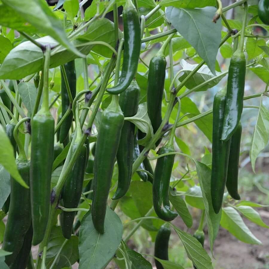 Chilli Seeds - Thick Green 