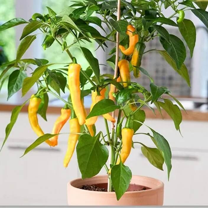 Chilli Seeds - Yellow