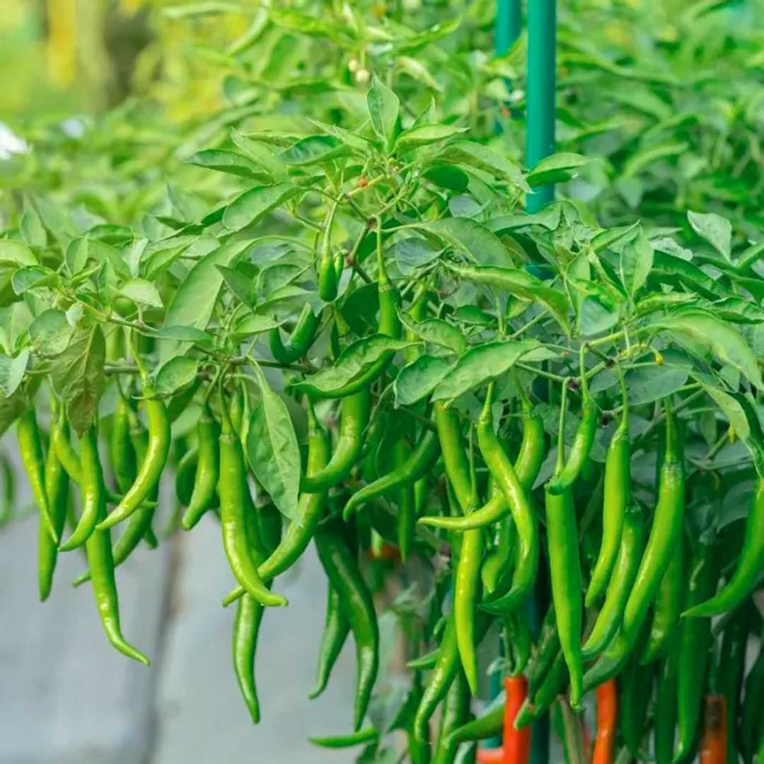 Chilli Seeds - Green