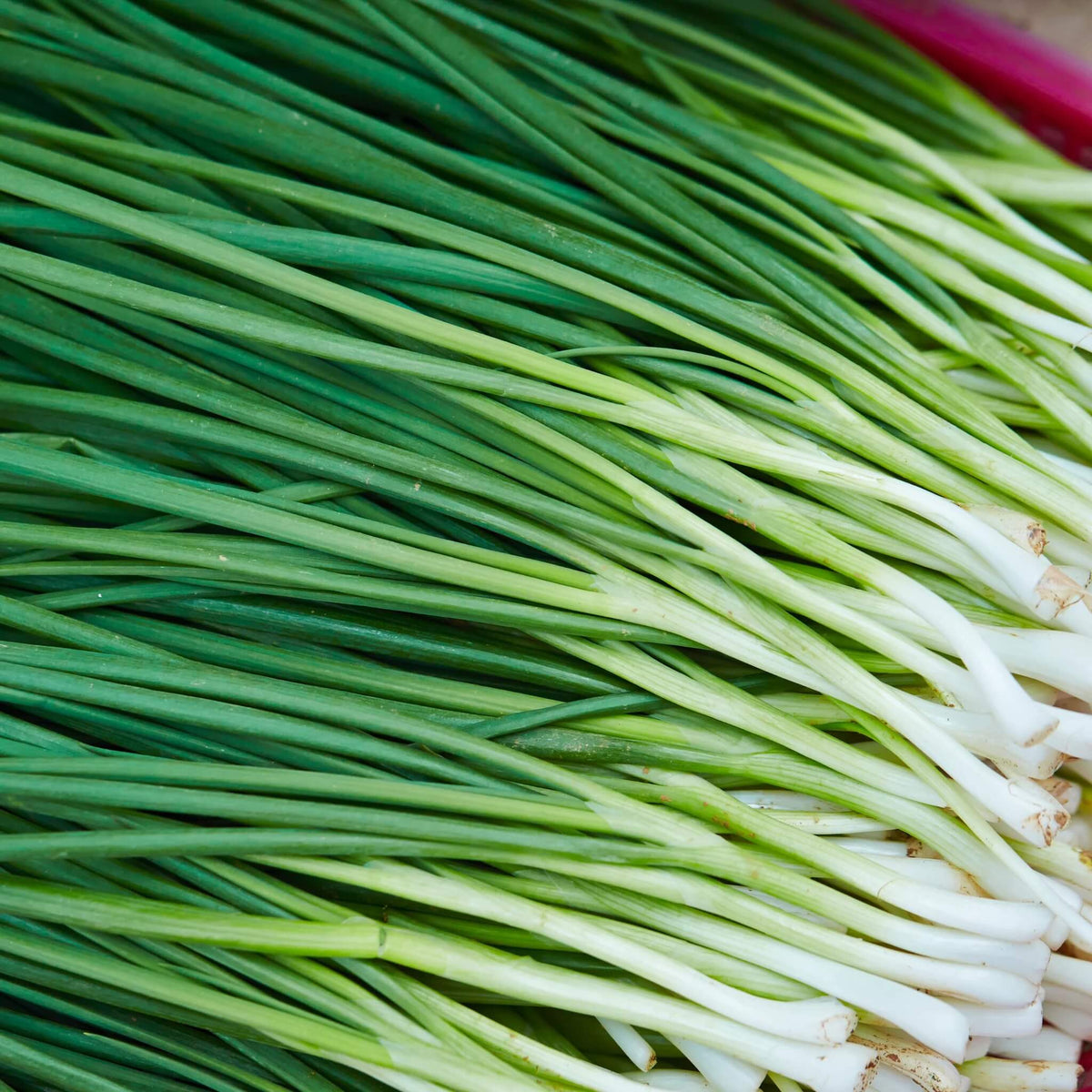 Chinese Chive Seeds – Allium tuberosum