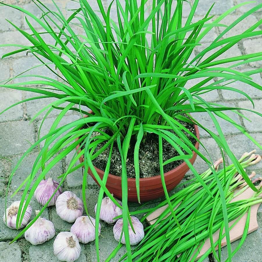Chinese Chive Seeds – Allium tuberosum