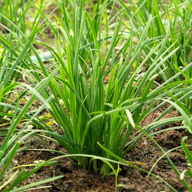 Chinese Leek Seeds – Flowering
