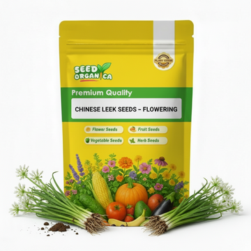 Chinese Leek Seeds – Flowering