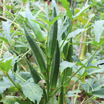 Chinese Okra Seeds - Vegetable Plant