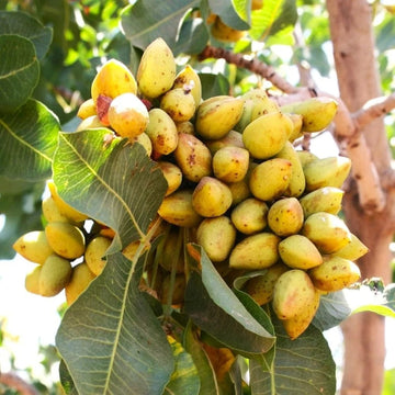 Chinese Pistache Seeds