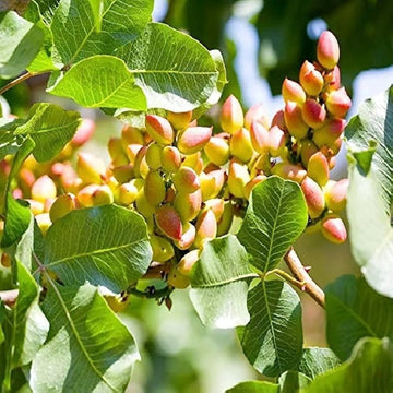 Chinese Pistache Seeds