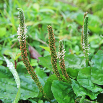 Plantago Asiatica Plantain Seeds – Herbal Plant