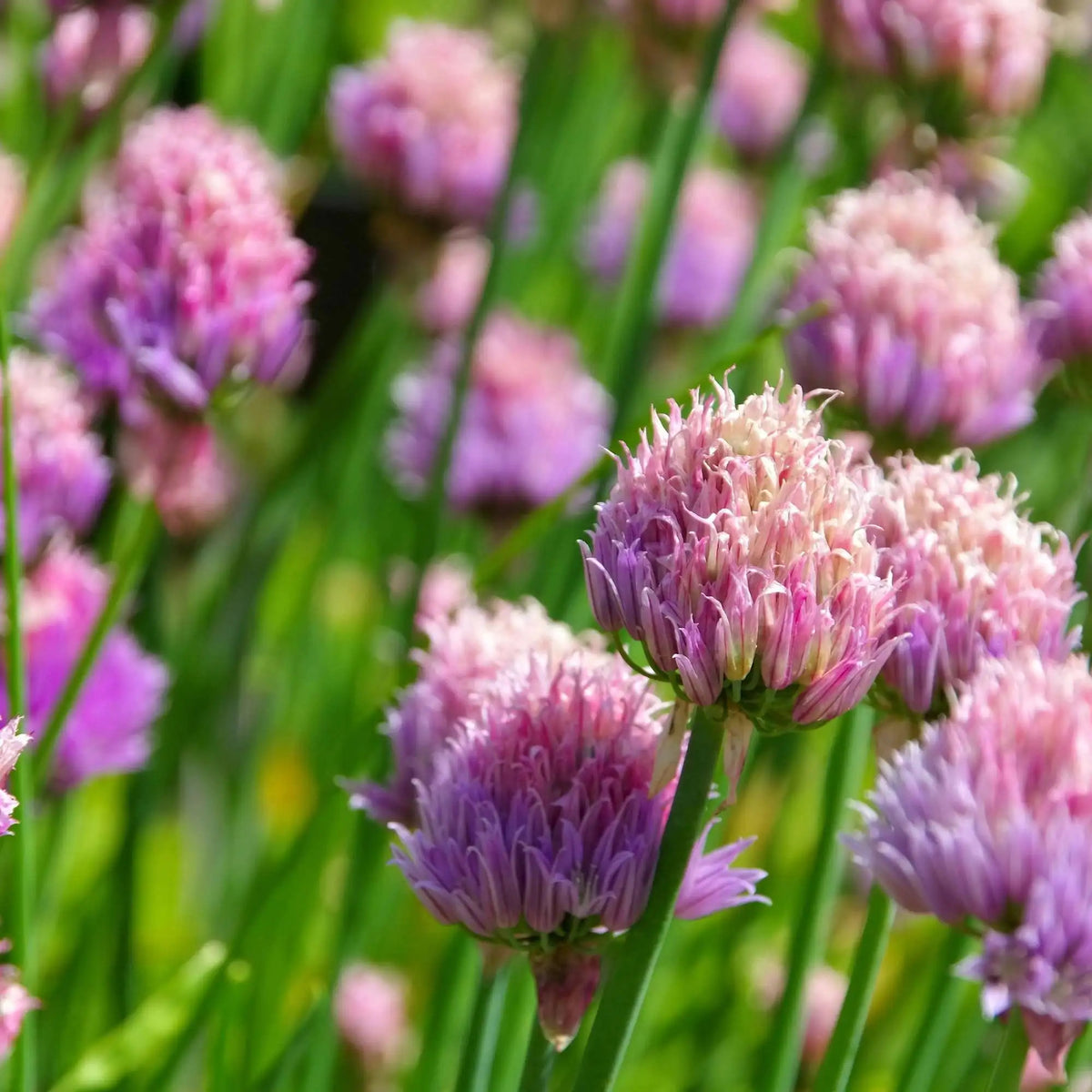 Chive Seeds – Allium schoenoprasum
