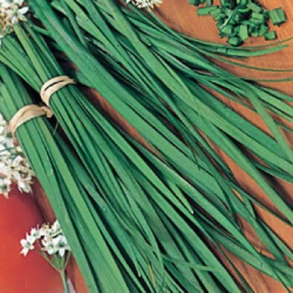 Chive Seeds – Chinese
