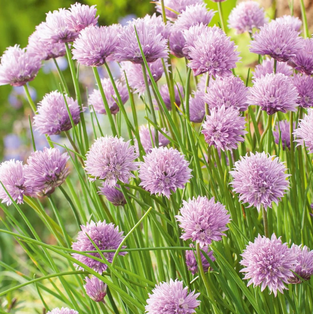 Chive Seeds – Schnittlauch