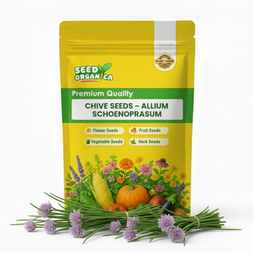 Chive Seeds – Allium schoenoprasum