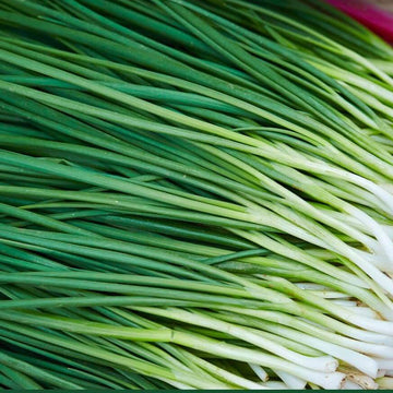 Chive Seeds – Garlic