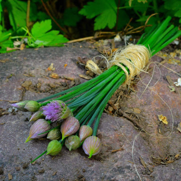Chive Seeds – Onion