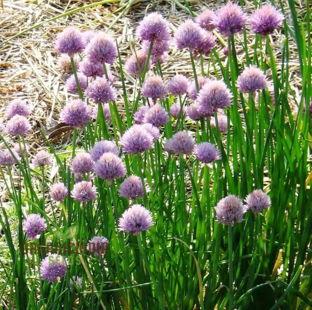 Chive Seeds – Schnittlauch