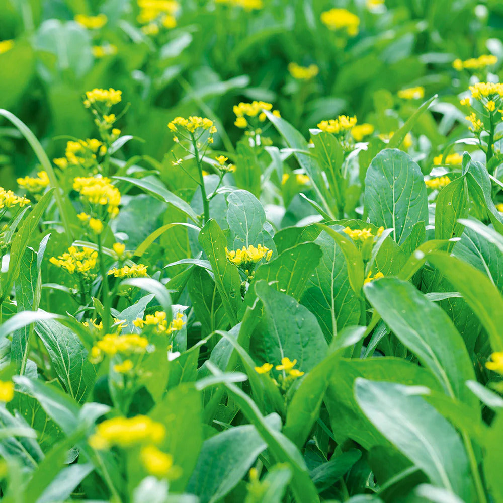 Choy Sum Seeds
