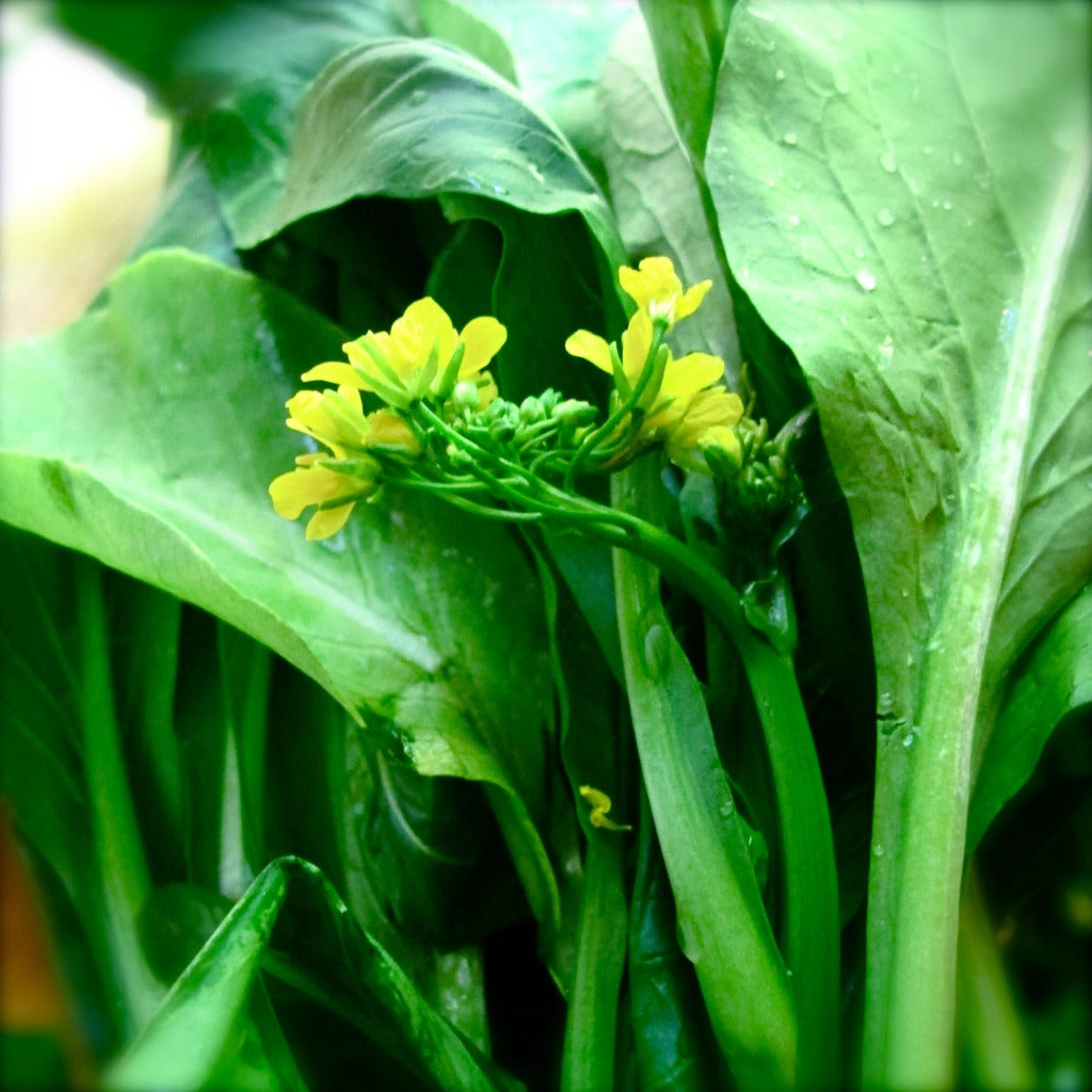 Choy Sum Seeds

